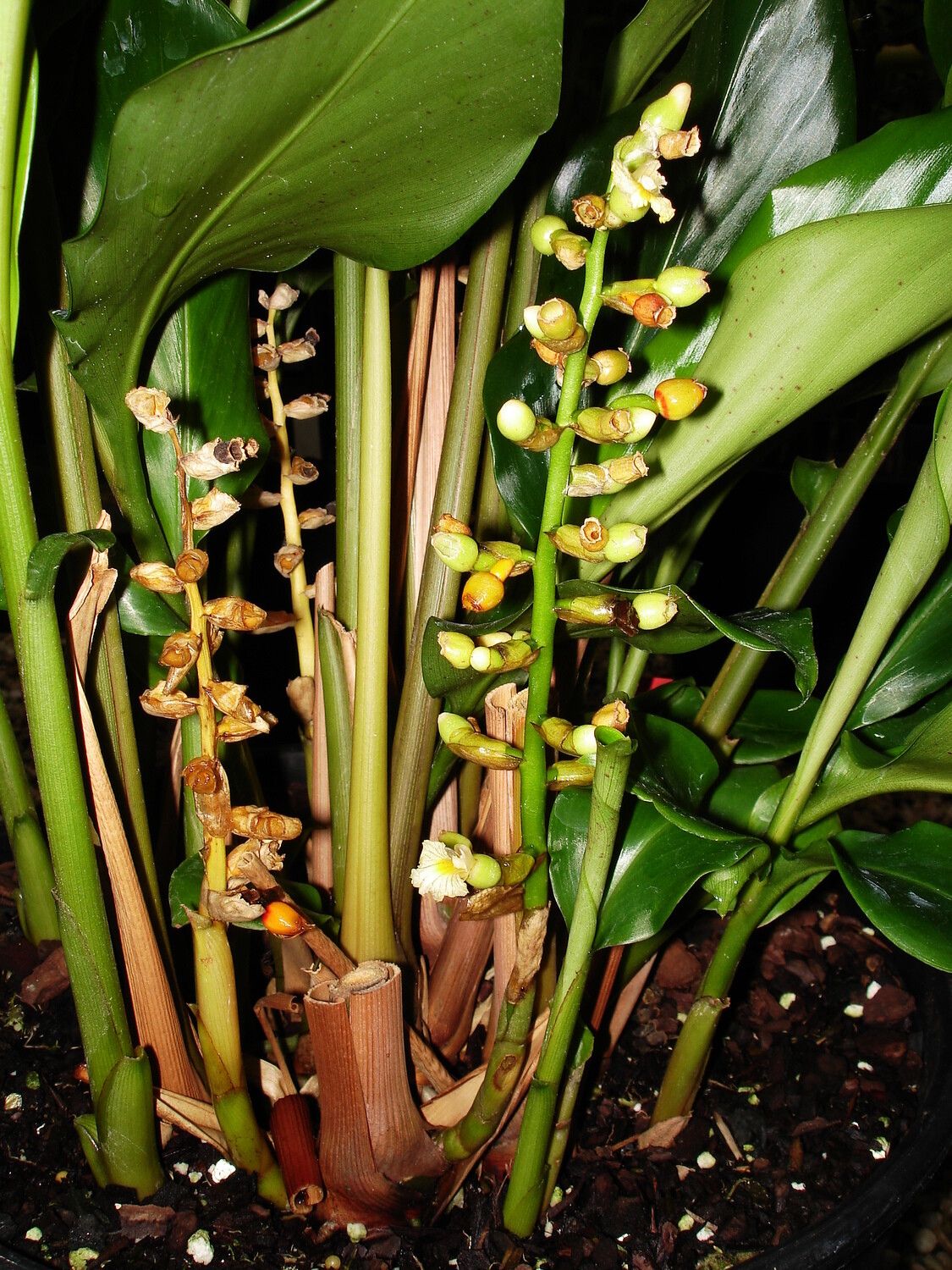 Renealmia polypus habit