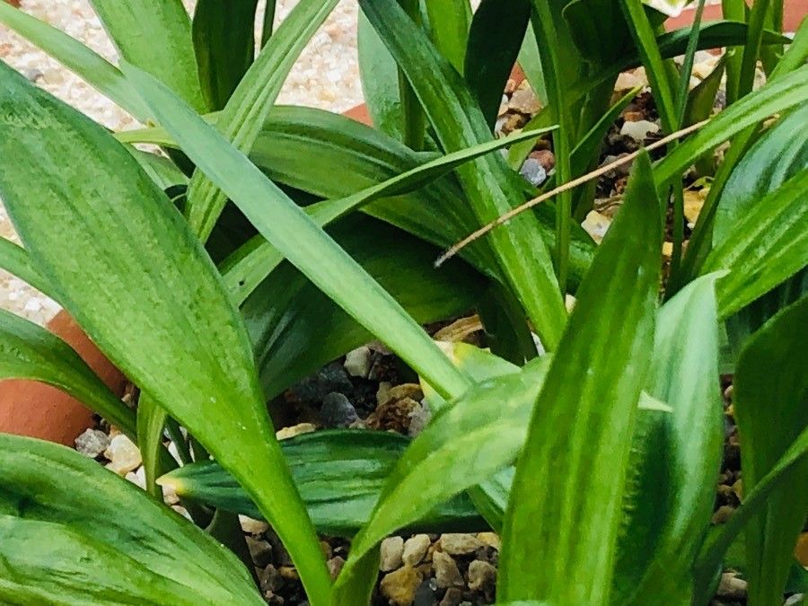 Allium victorialis leaf