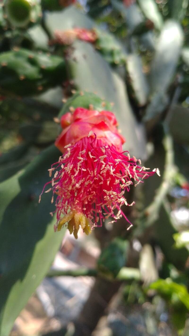 Nopalea cochenillifera flower