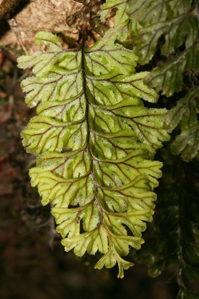 Hymenophyllum dimidiatum leaf