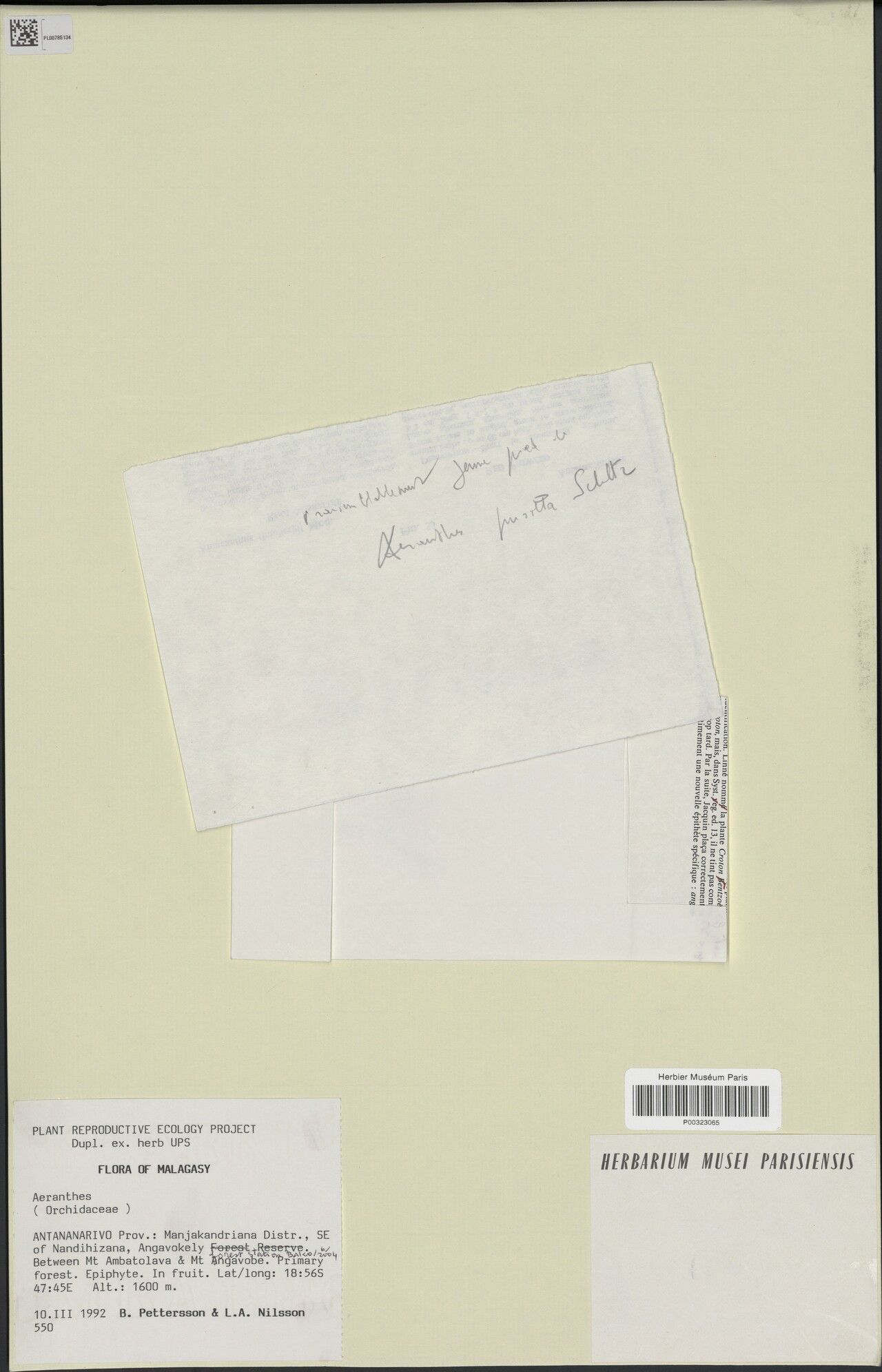 Aeranthes setiformis — houseplant care guide