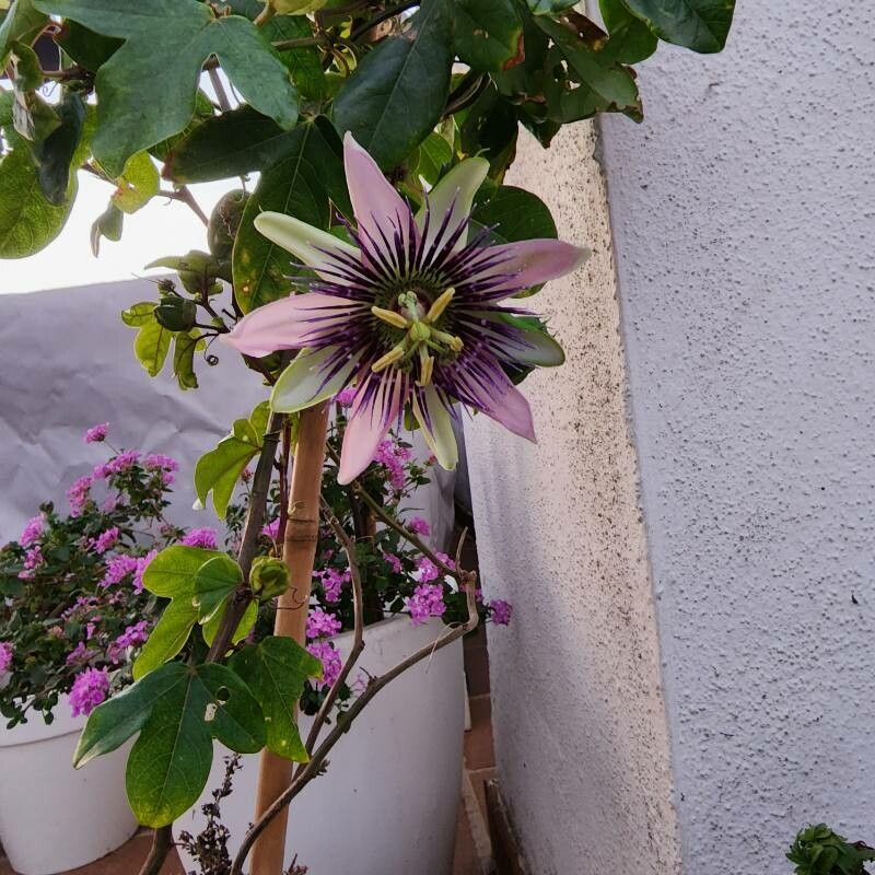 Passiflora × alatocaerulea flower