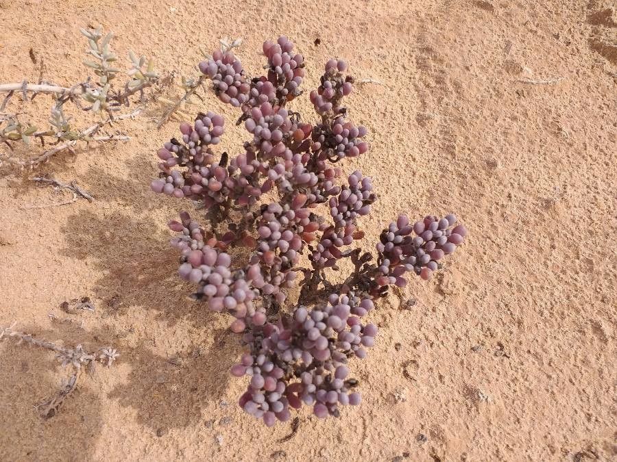 Tetraena gaetula — related species from the same genus