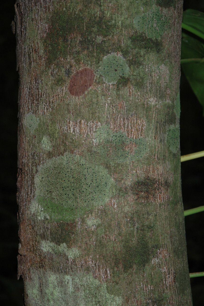 Cinnamomum burmanni bark