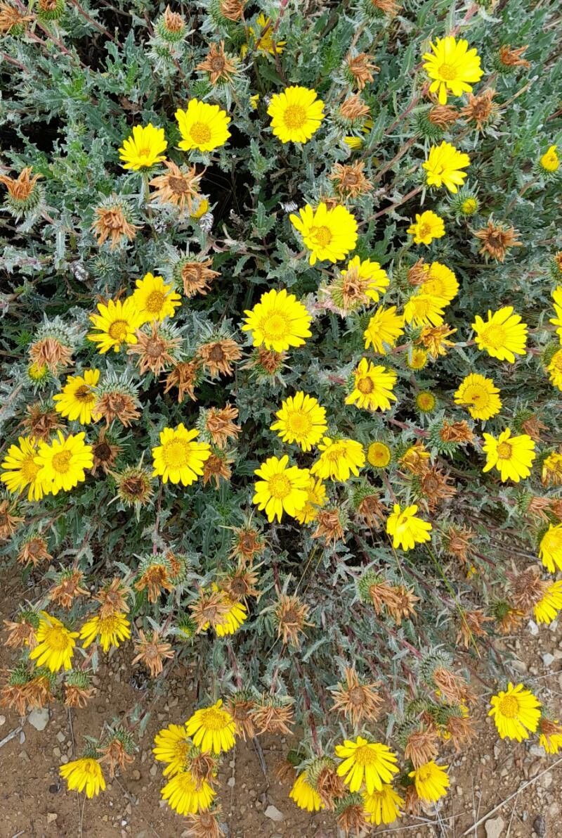 Grindelia boliviana habit