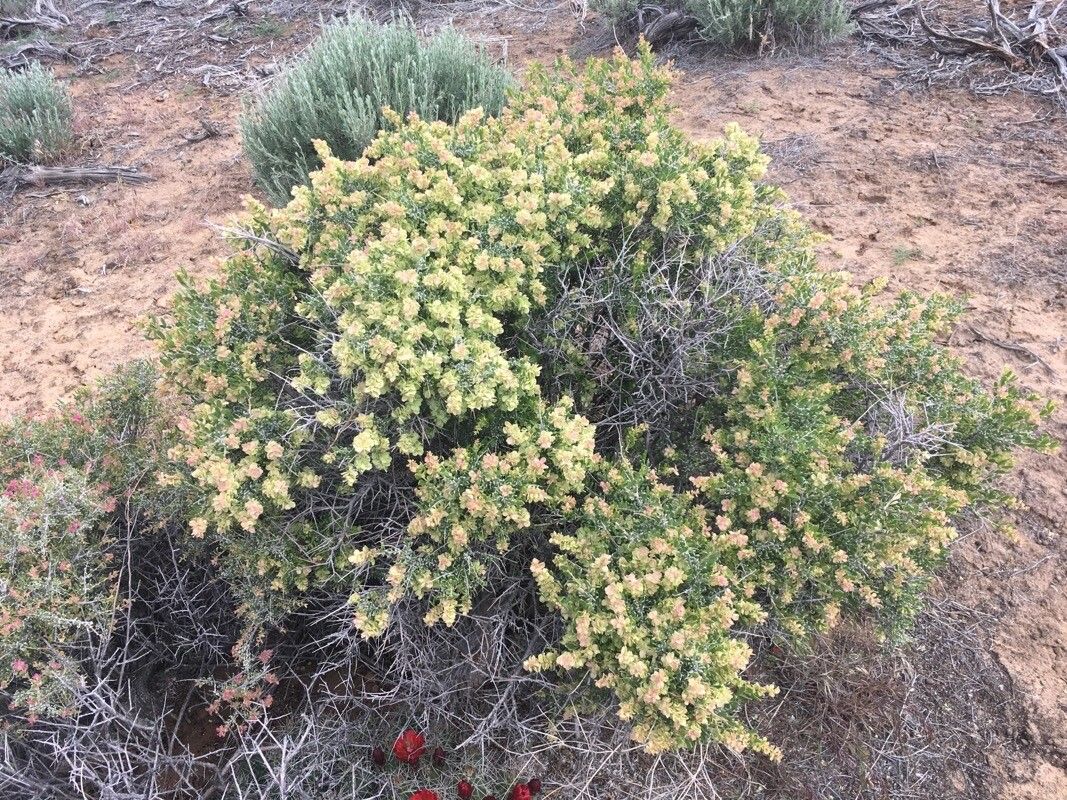 Grayia spinosa flower