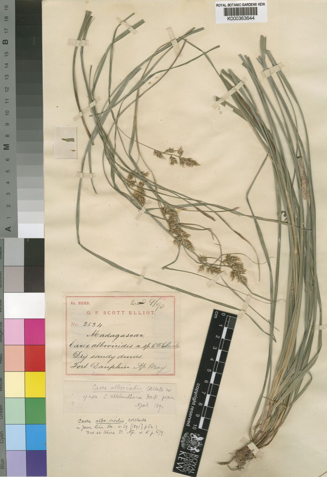 Carex alboviridis — houseplant care guide