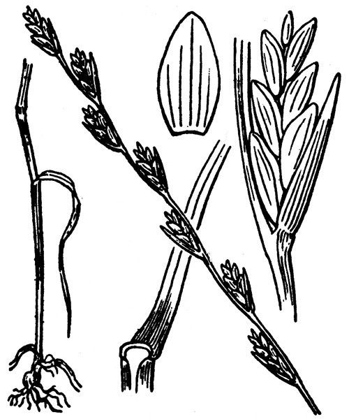 Lolium remotum other