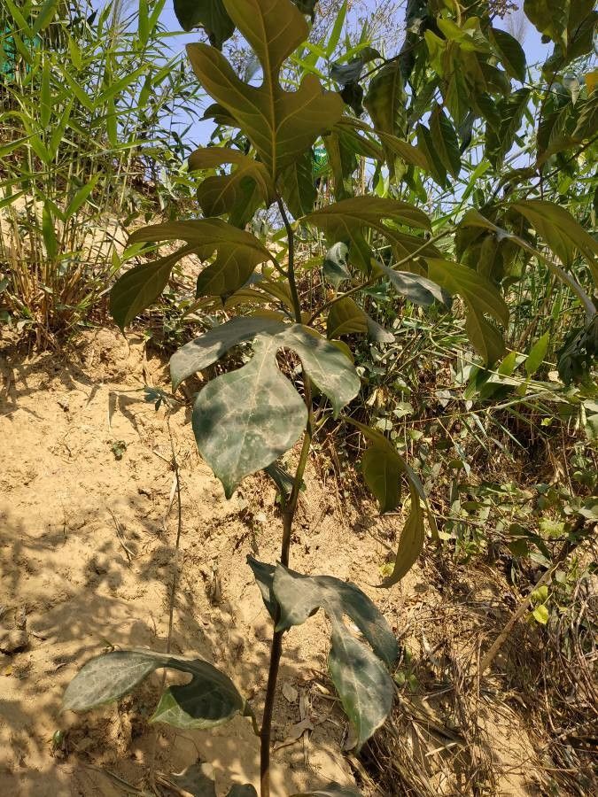 Artocarpus chama — related species from the same genus