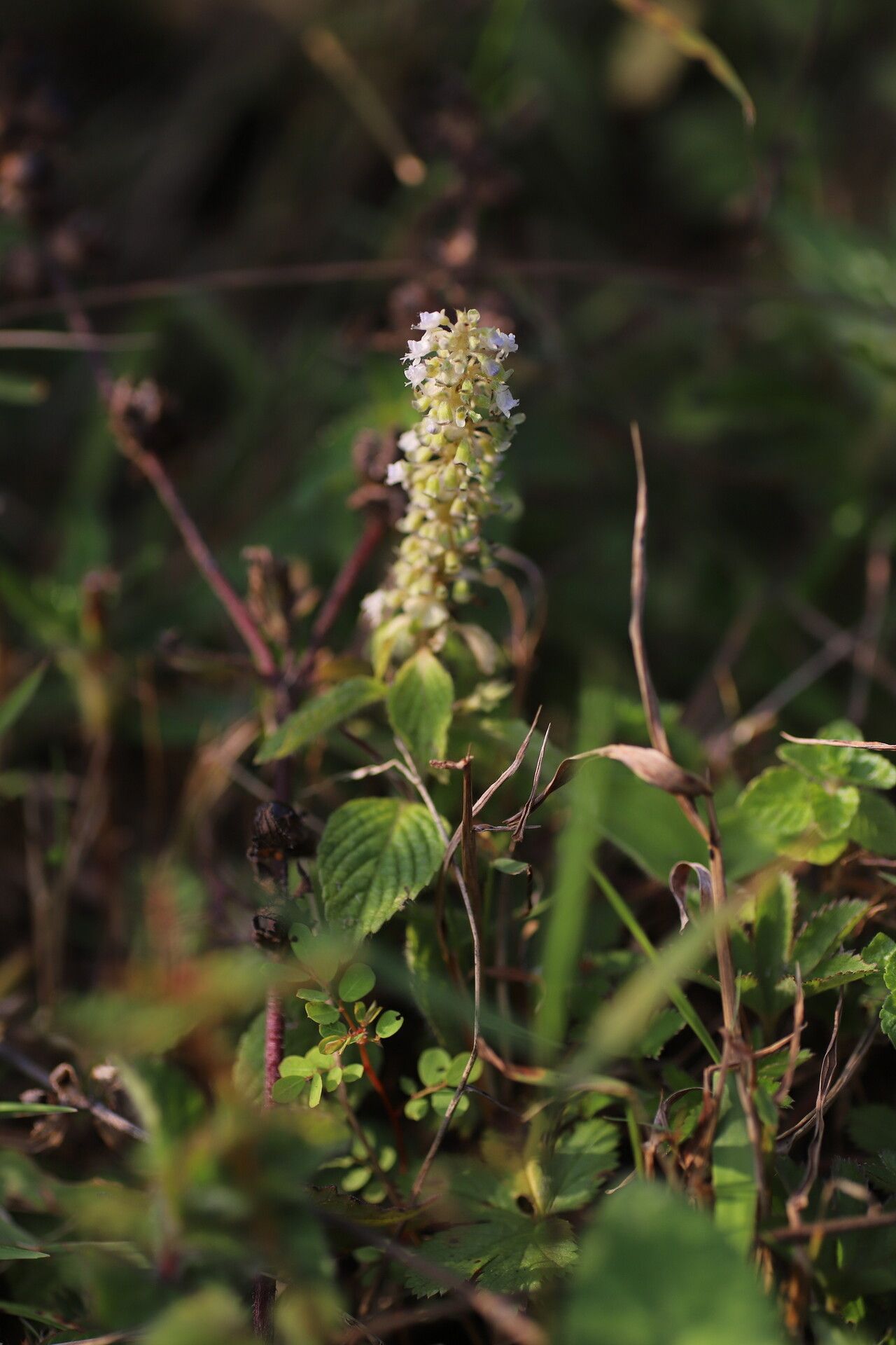 Platostoma montanum — houseplant care guide