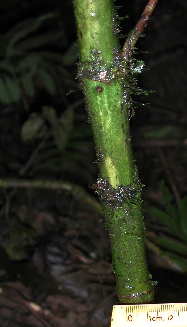Chamaedorea lucidifrons bark