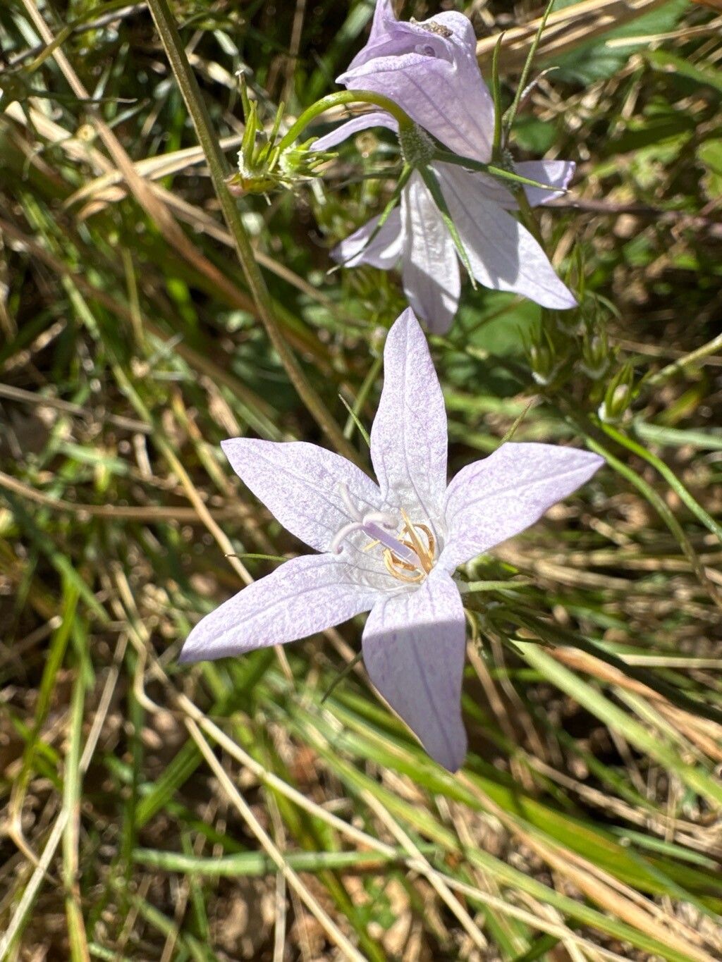 Campanula sabatia — houseplant care guide