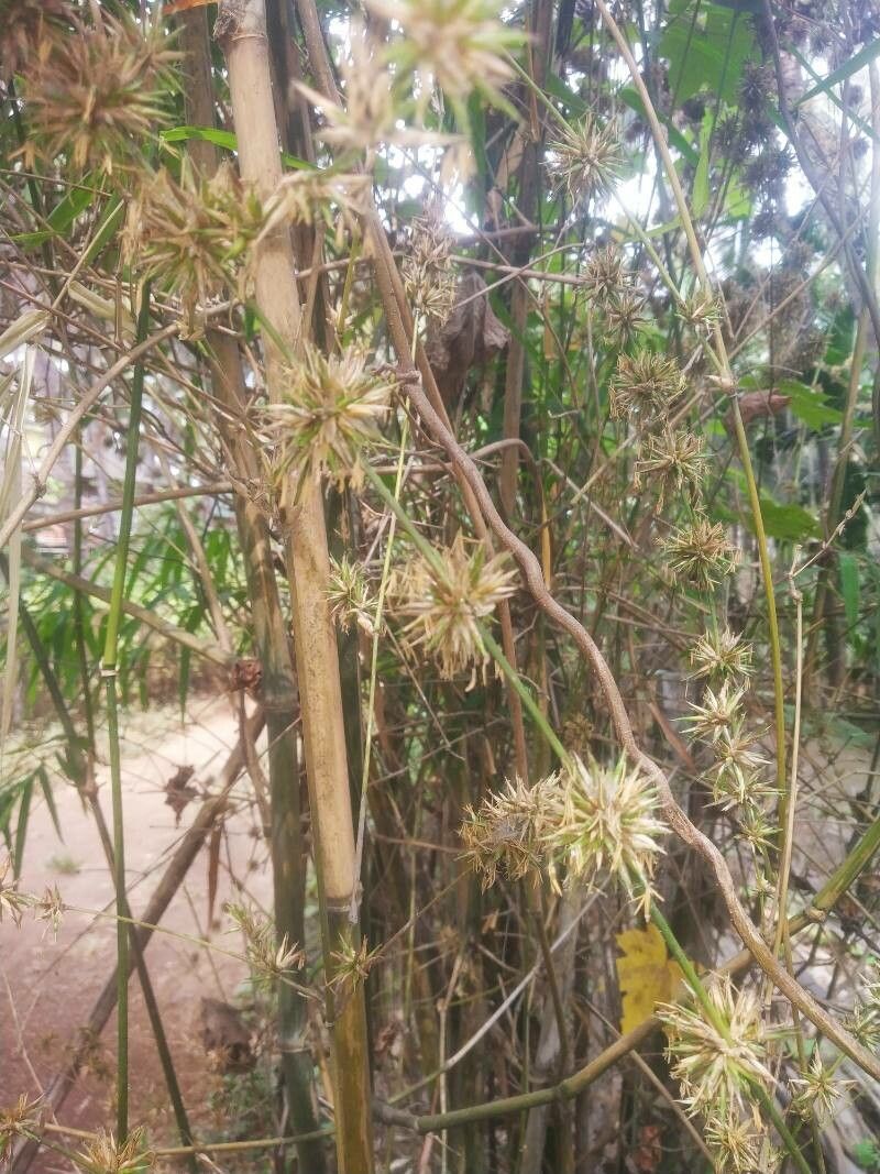 Bambusa vulgaris flower