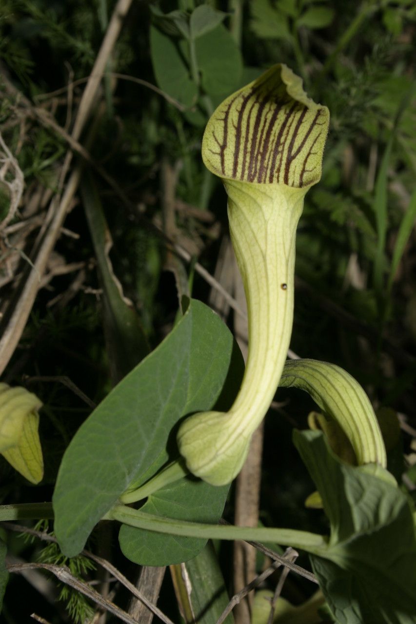 Aristolochia fontanesii flower