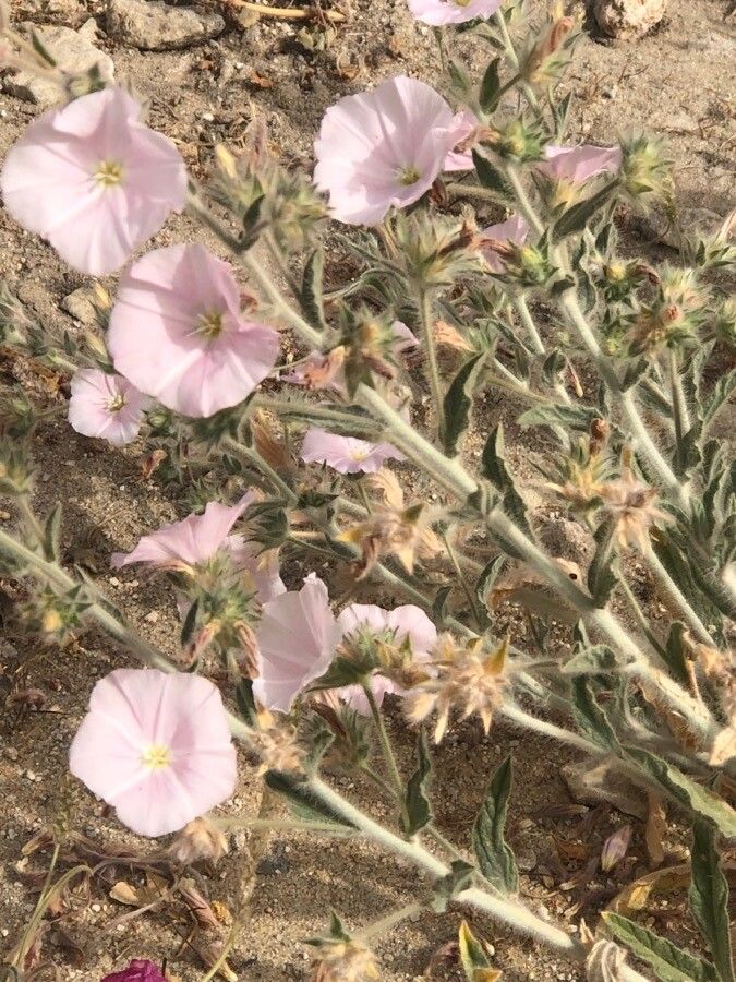 Convolvulus oleifolius bark