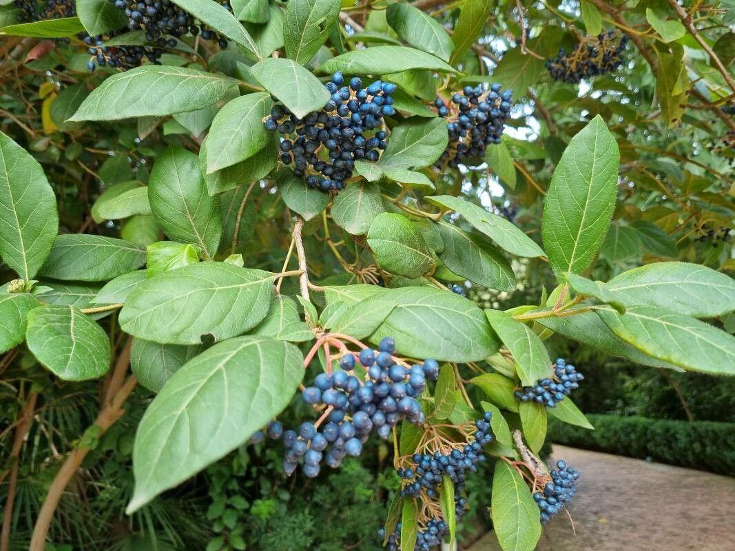 Viburnum rigidum leaf
