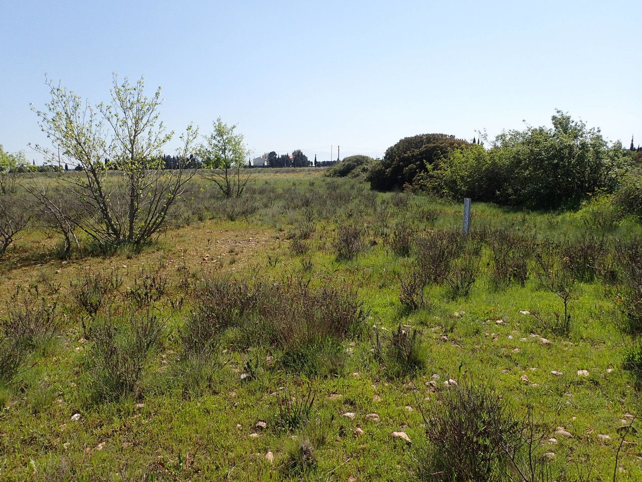 Marsilea strigosa habit