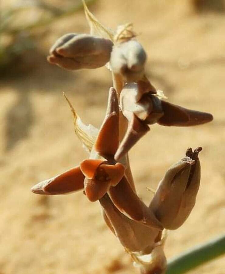 Dipcadi erythraeum — houseplant care guide