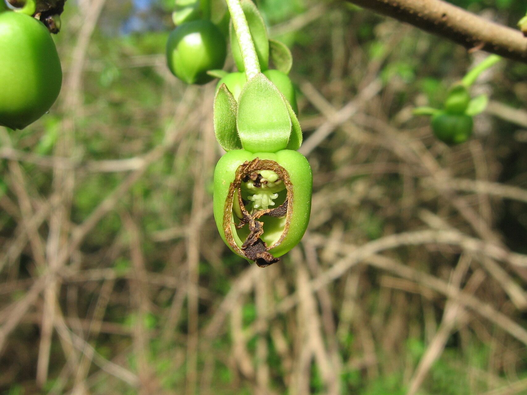 Artabotrys brachypetalus flower