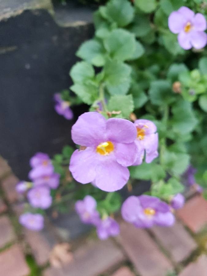 Sutera cordata flower