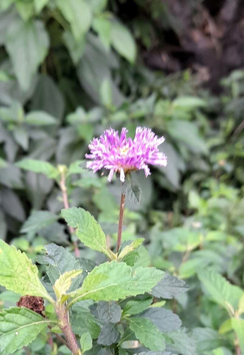 Centratherum punctatum flower
