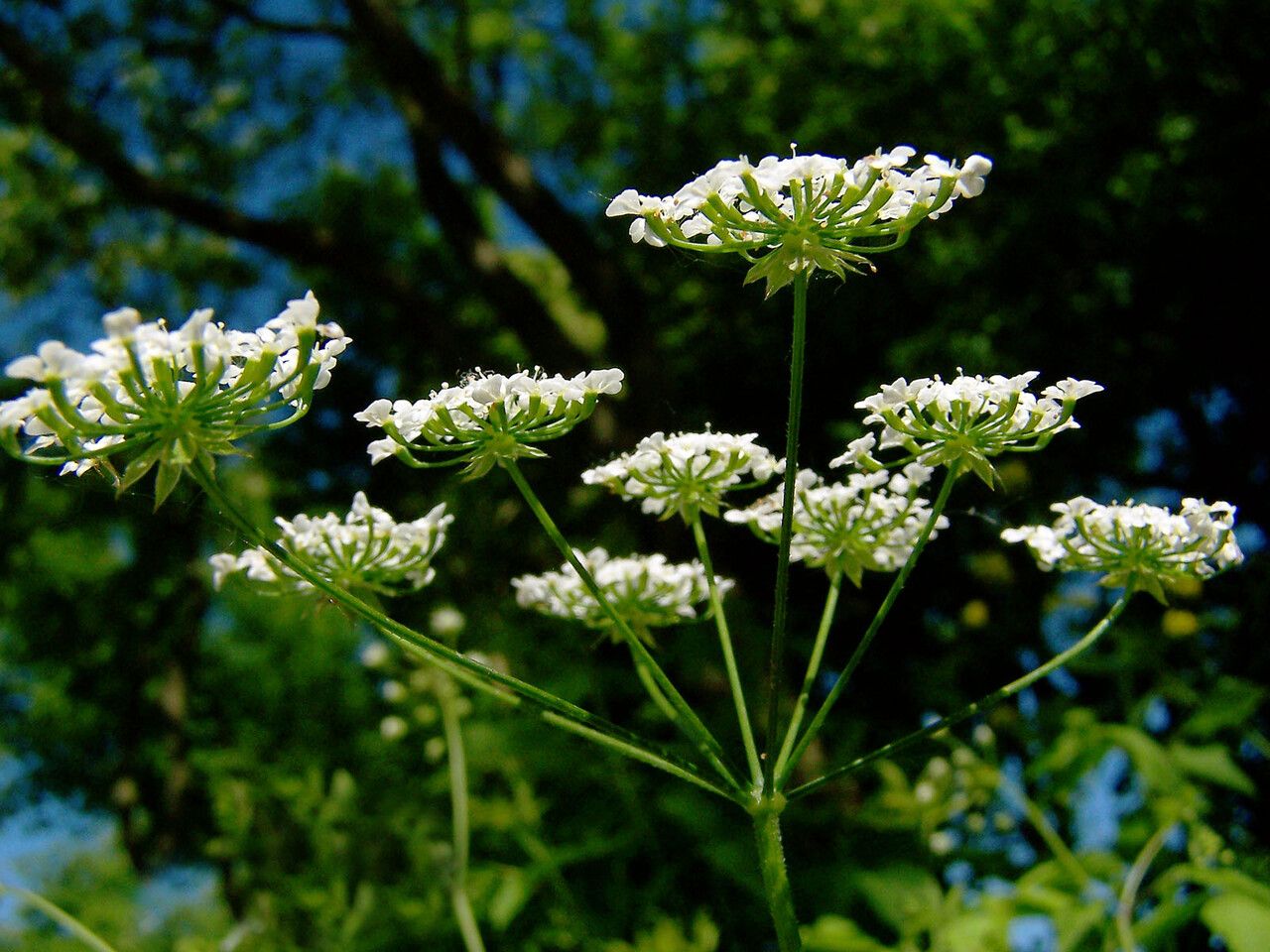 Bunium bulbocastanum flower
