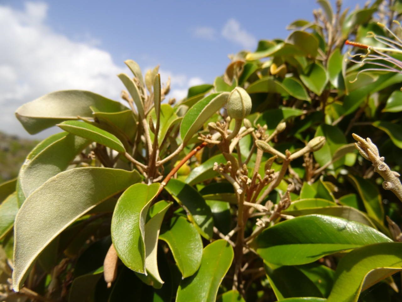 Quadrella cynophallophora — search result for 'Melastomataceae'