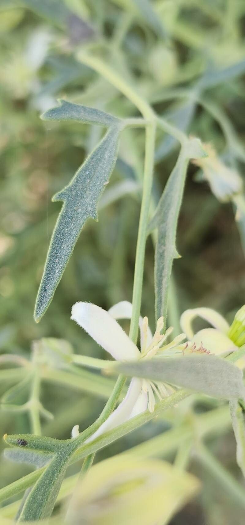Clematis ispahanica — search result for 'Clematis'