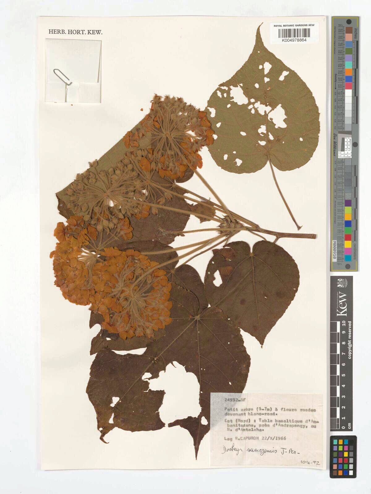 Dombeya suarezensis — houseplant care guide