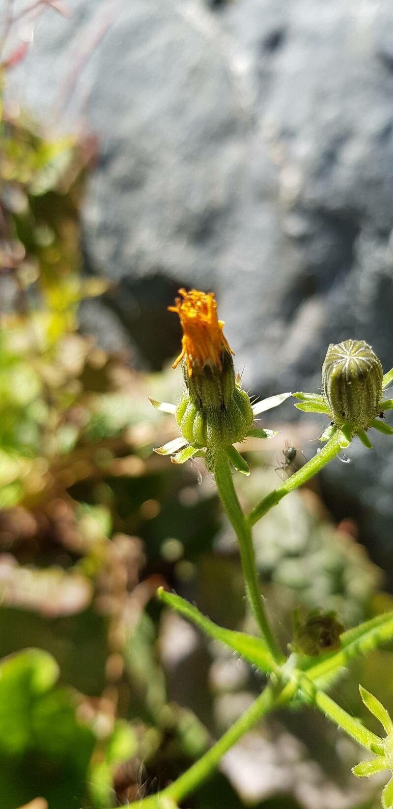 Tolpis staticifolia fruit