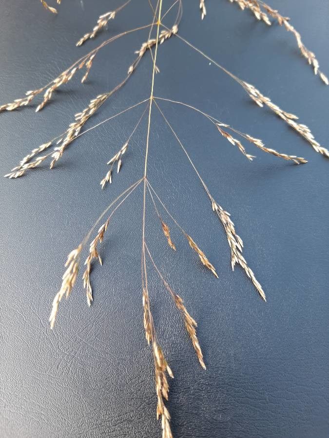 Piptatherum caerulescens flower