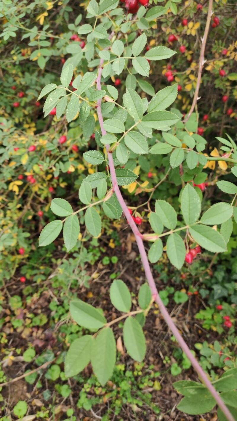 Rosa elliptica — houseplant care guide