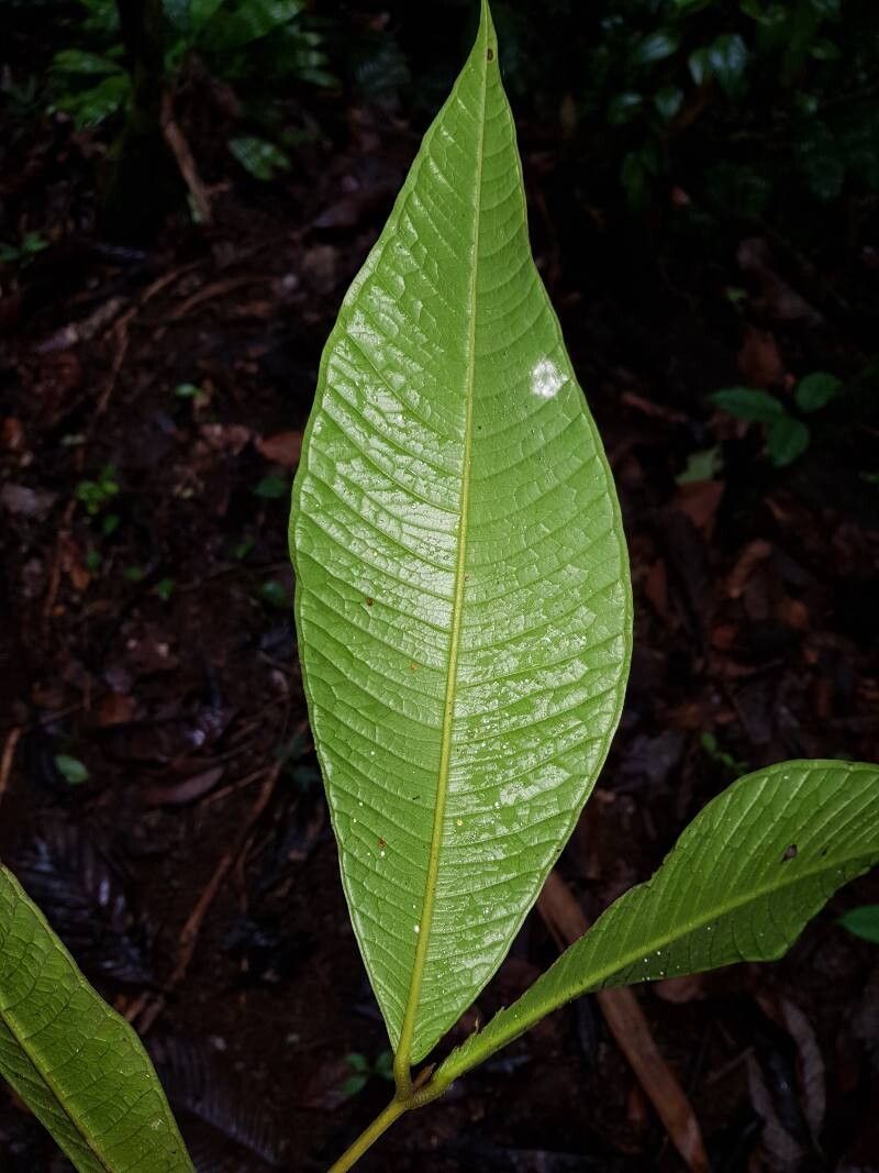 Myrcia paulii-jonesii leaf