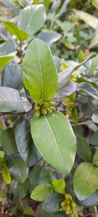 Burchellia bubalina leaf