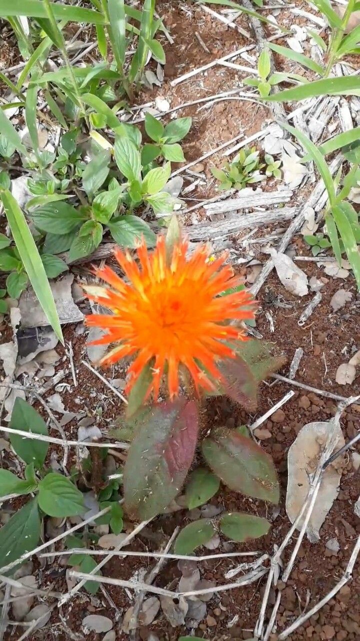 Gomphrena arborescens