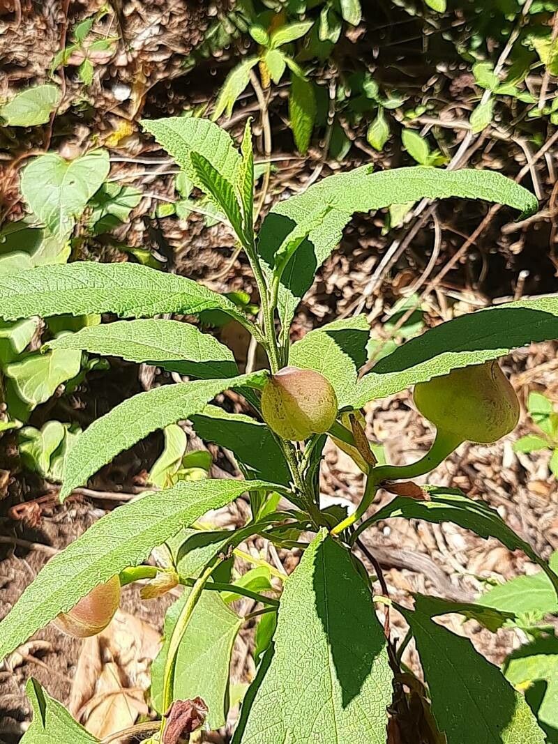 Operculina turpethum leaf
