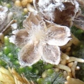 Paepalanthus lodiculoides flower