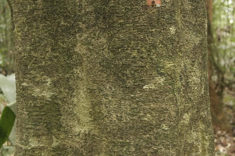 Drypetes variabilis bark