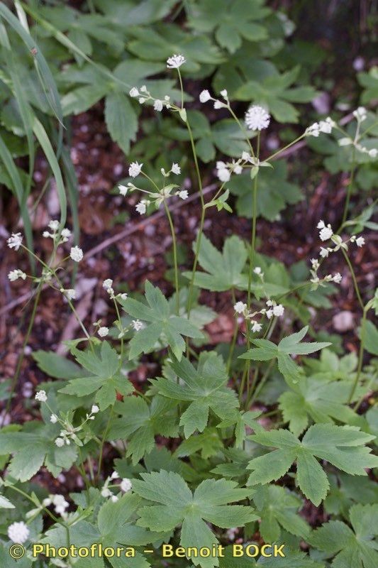 Astrantia bavarica other