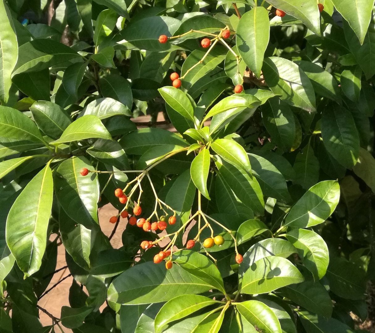 Rauvolfia sumatrana fruit