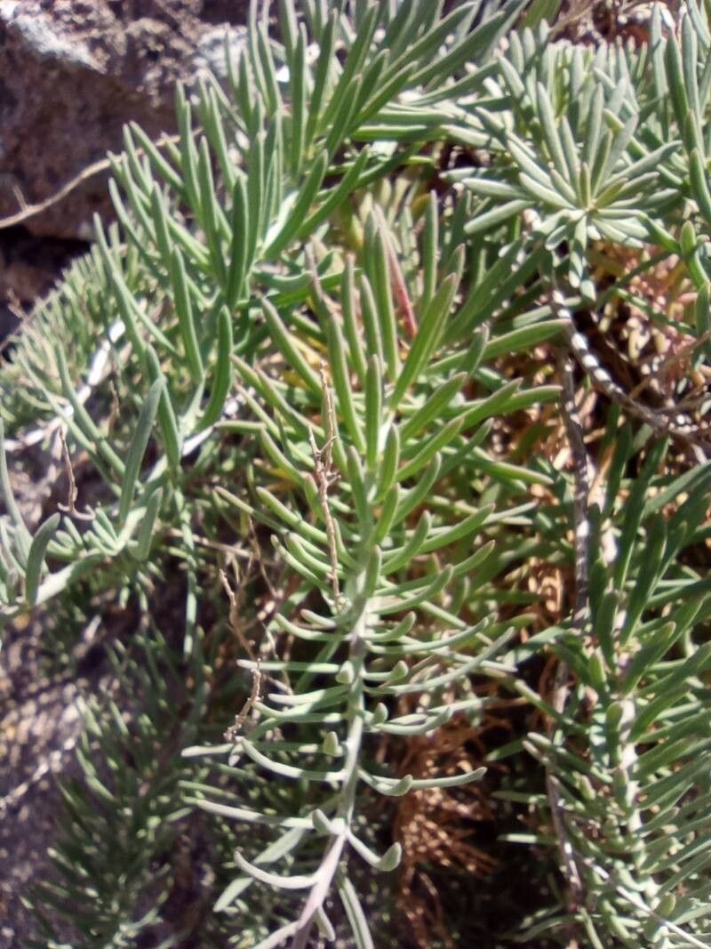 Linaria capraria — search result for 'Linaria'