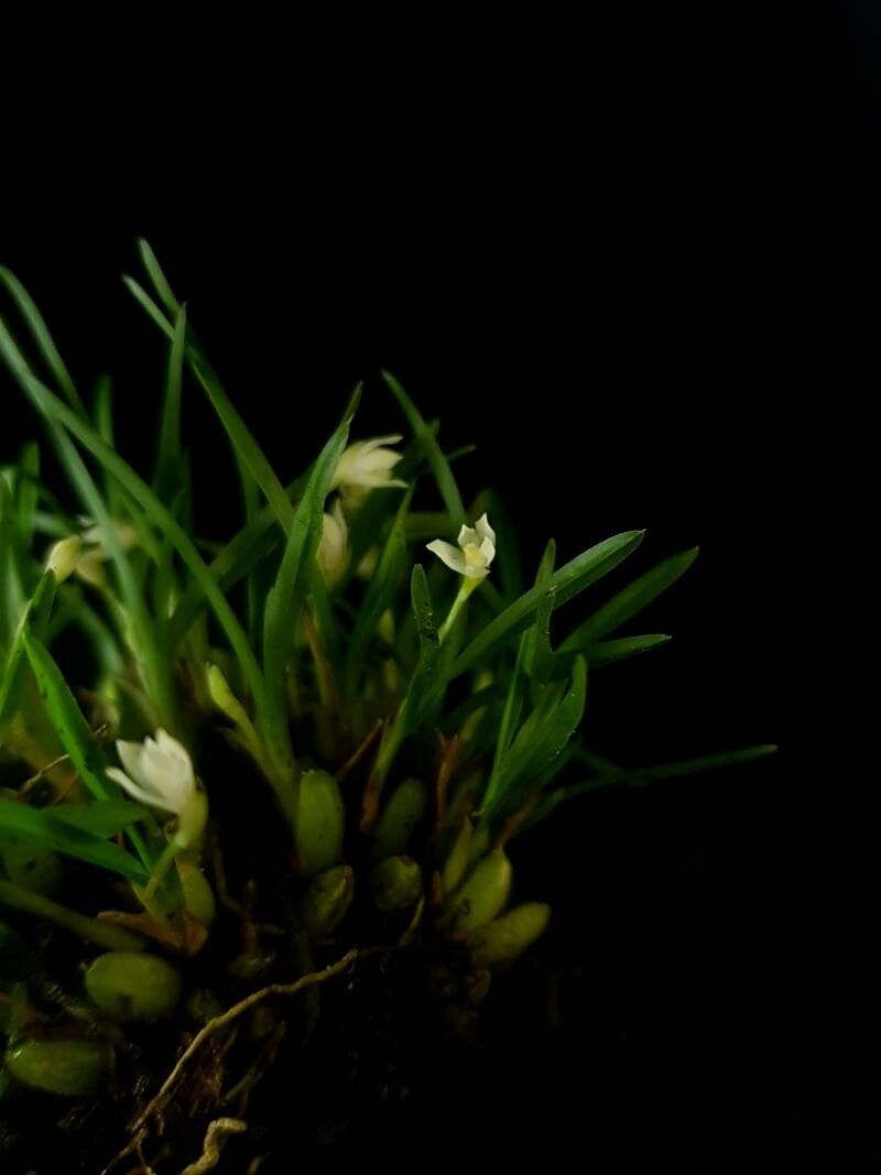 Maxillaria vittariifolia — houseplant care guide