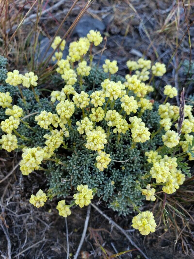 Eriogonum caespitosum flower