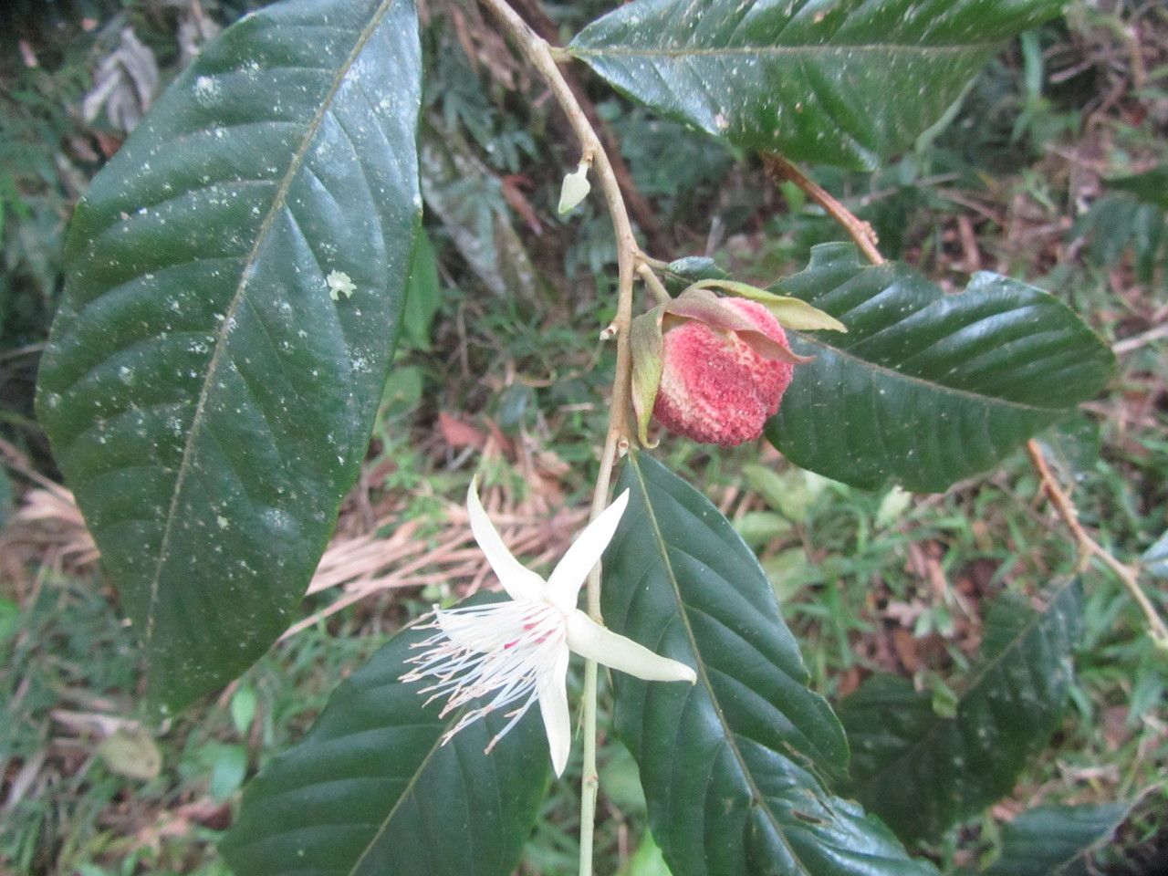 Ryania speciosa fruit
