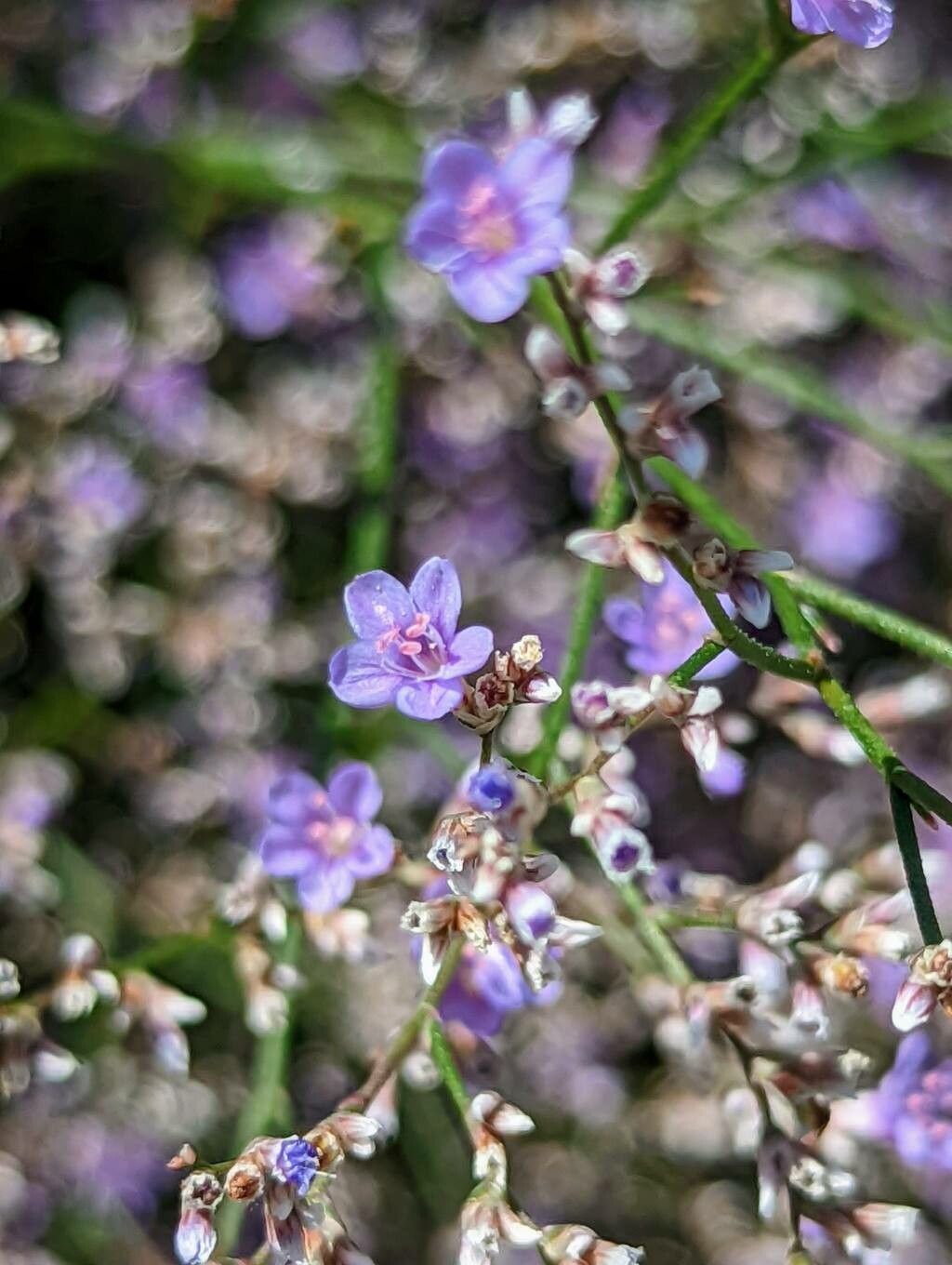 Goniolimon speciosum — related species from the same genus