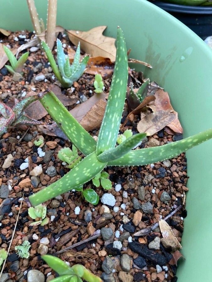 Aloe jacksonii — houseplant care guide