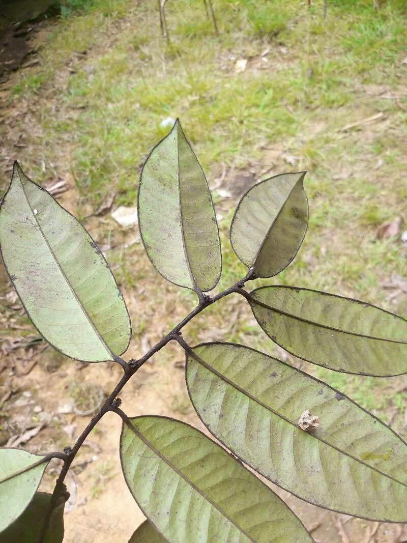 Diospyros guianensis leaf