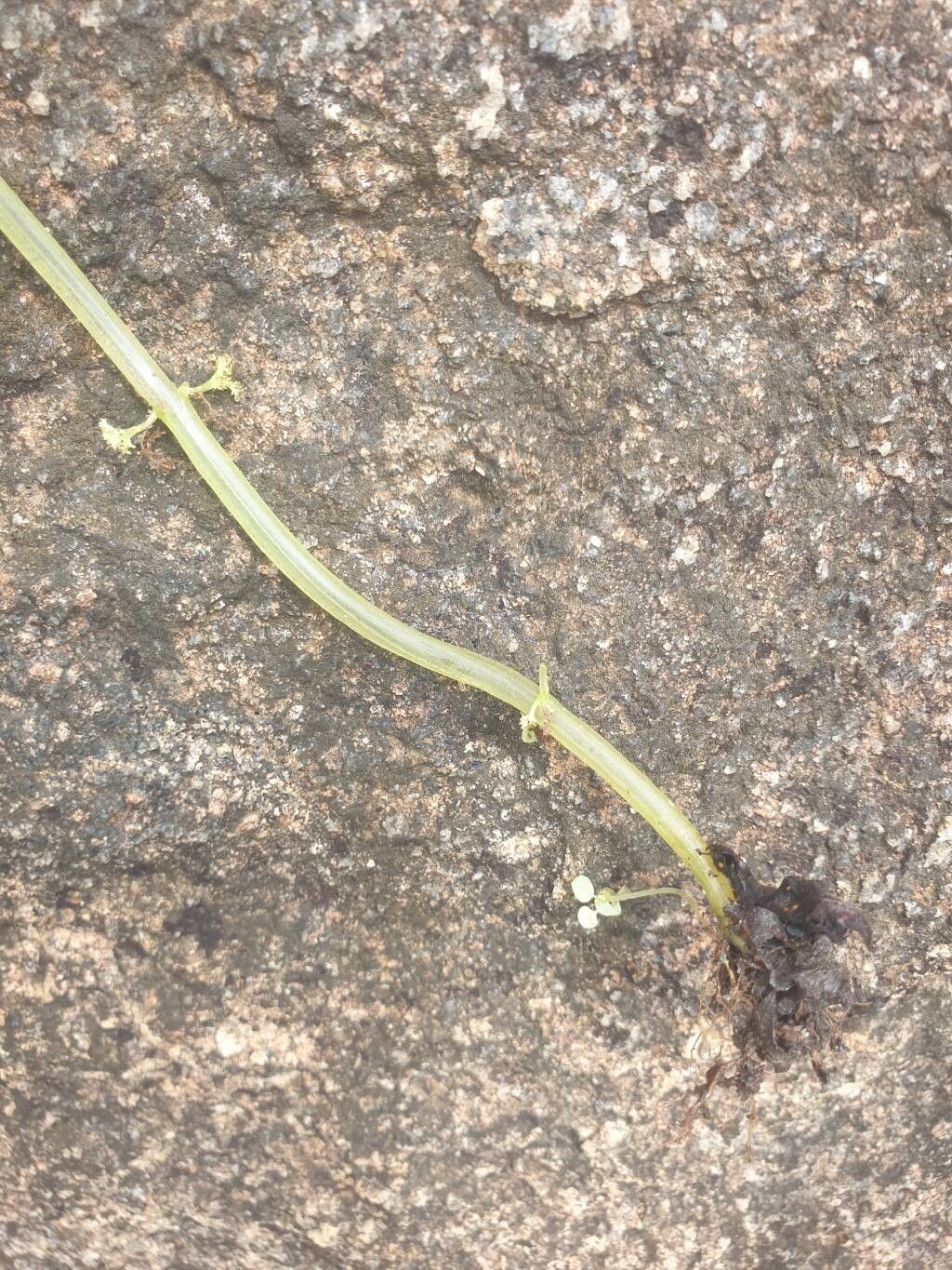 Pilea angolensis bark