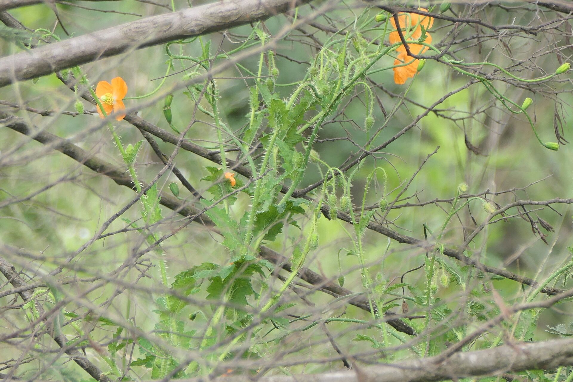 Papaver aculeatum bark