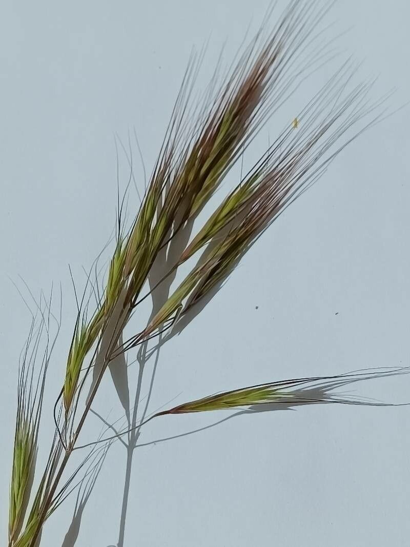 Bromus diandrus flower